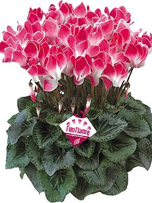 Цикламен Latinia Funflame Magenta F1 (1 шт)