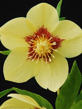 Чемерник східний яскраво-жовтий із червоним центром (1 шт)