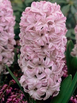 Гіацинт садовий Splendid Cornelia 14/15 (20 шт) - 1