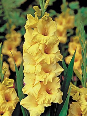 Гладіолус садовий Limoncello 12/14 (50 шт)