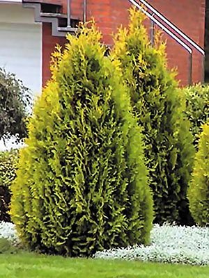 Туя западная Golden Brabant (1 шт)