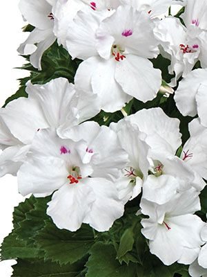 Пеларгония королевская Aristo Snow (1 шт)