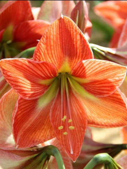 Гіпеаструм гібридний Terra Cotta Star 22/24 (1 шт) - 1