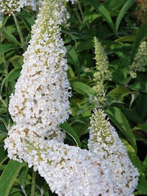 Буддлея Давида White Profusion (1 шт)