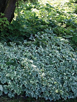 Сныть обыкновенная Variegata (1 шт) - 1