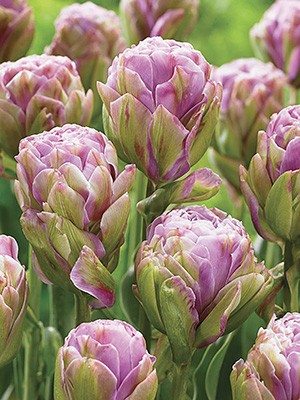 Тюльпани Махрові пізні Violet Pranna 11/12 (20 шт) - 1