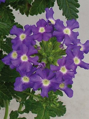 Вербена гибридная Riverdance Carpet Blue Eye (6 шт)