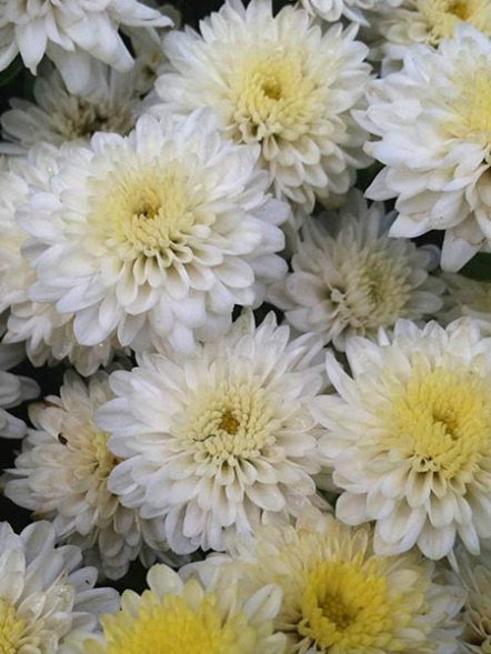 Хризантема дрібноквіткова низькоросла Baby Mum White (3 шт) - 1