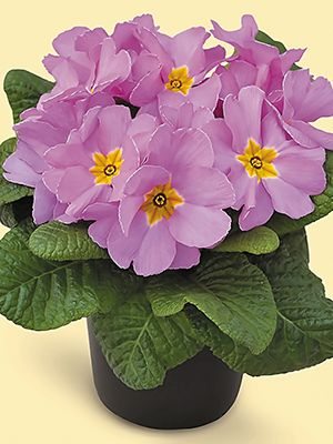 Примула Delia Light Lilac F1 (3 шт)