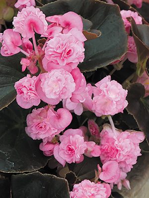 Бегония вечноцветущая Double Soft Pink (Р12) (1 шт) - 1