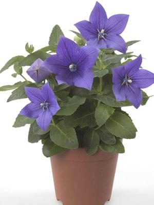 Платикодон крупноцветковый Astra Blue (3 шт)