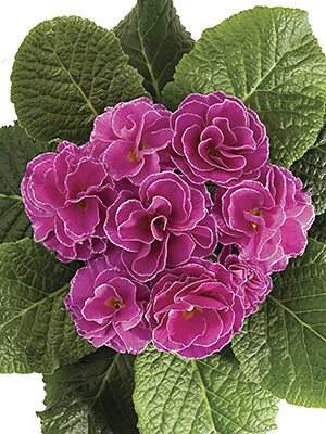 Примула обыкновенная Petticoat Lilac F1 (3 шт)