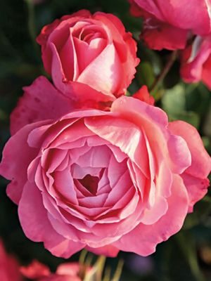 Роза плетистая Rosanna (1 шт) - 1