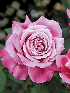 Троянда чайно-гібридна Violette Parfume (1 шт)