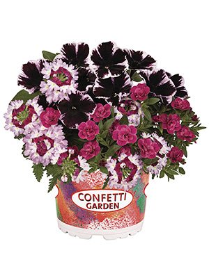 Набір рослин Confetti Garden Marvelous Jewel