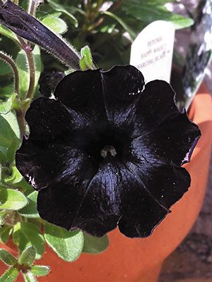Петуния полуампельная Happy Magic Charcoal Black (6 шт)