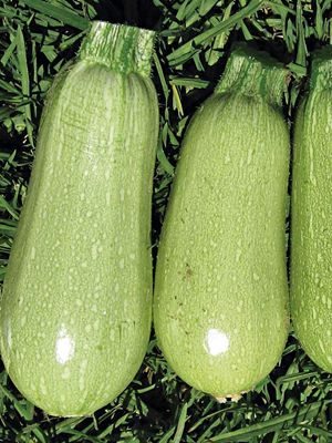 Цуккини Бианка (2 г) - 1
