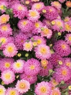 Хризантема дрібноквіткова низькоросла BranDuo Candy (9 шт)