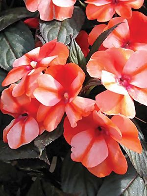 Бальзамин новогвинейский Paradise Orange Neptis (1 шт)