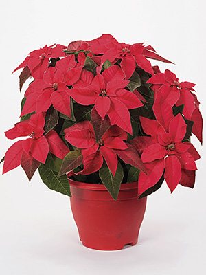 Зірка різдвяна Princettia Indian Red Impr.