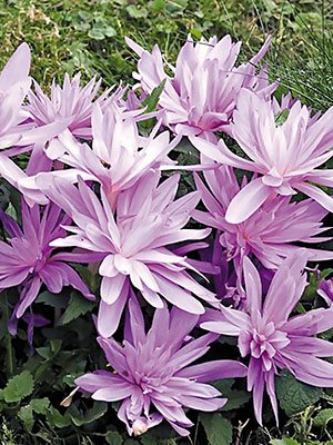 Безвременник великолепный Waterlily 16/18 (1 шт) - 1