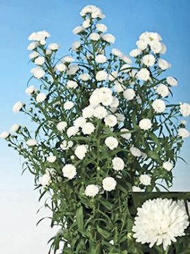 Астра кустарниковая Cassy (1 шт)