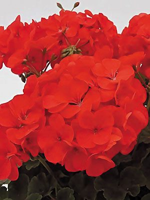 Пеларгония зональная Red (6 шт)
