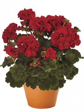 Пеларгония зональная Savannah Really Red (1 шт)