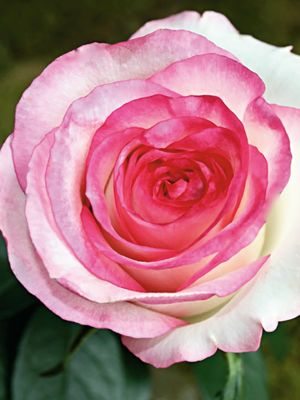 Троянди чайно-гібридна Dolce Vita (1 шт) - 1