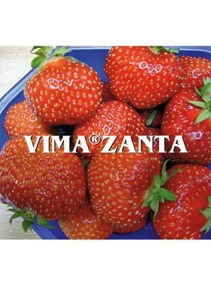 Земляника крупноплодная (клубника) Vima Zanta (6 шт) - 1