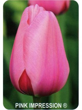 Тюльпаны Дарвиновы гибр. Pink Impression 11/12 (100 шт)