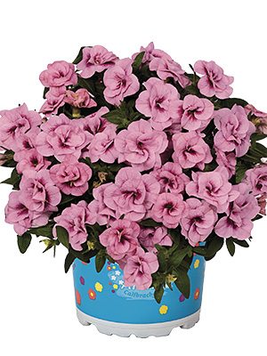 Калибрахоа гибридная Aloha Double Soft Pink (3 шт) - 1