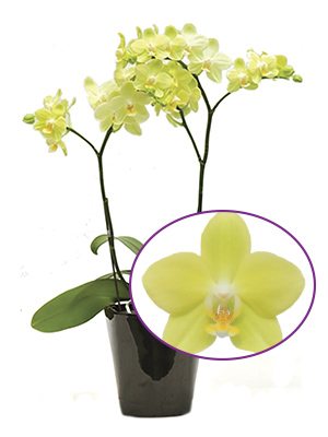 Фаленопсис гибридный Taida Smile "Taida Little Green" (1 шт)