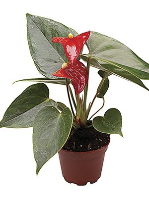 Антуриум Андре Bambino Red (1 шт)