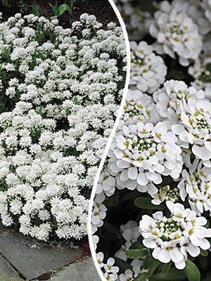Иберис вечнозеленый Snowflake (1 шт) - 1