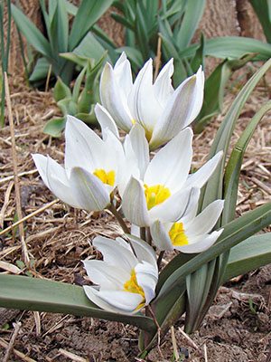Тюльпани ботанічні двуцветковый 68 (3 шт) - 1