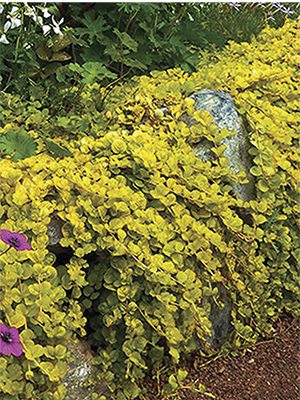 Вербейник монетчатый Creeping Jenny Yellow - 1