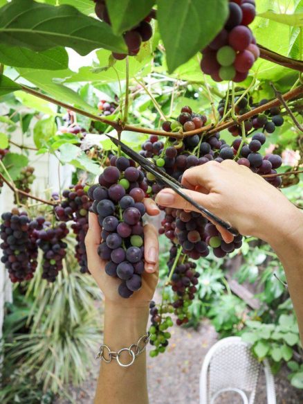 Вирощування й захист винограду