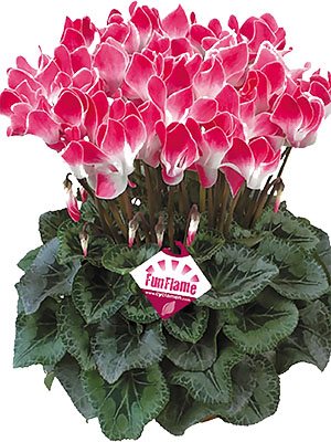Цикламен крупноцветковый Latinia Funflame Magenta F1(осень) (1 шт)