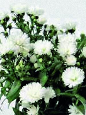 Астра гибридная Victoria Quito White (1 шт) - 1