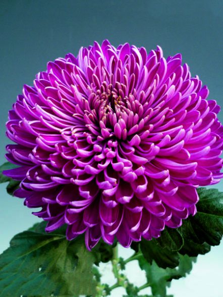 Хризантема зрізна Regal Mist Purple (3 шт) - 1