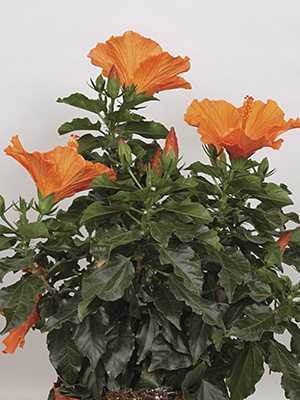 Гібіск китайский Fiori Grande Lucca