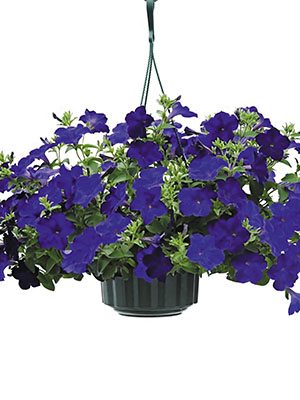 Петуния ампельная Surfinia Blue (6 шт)