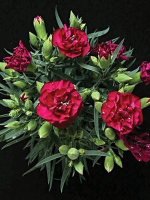 Гвоздика садовая Lillipot Purple (1 шт)