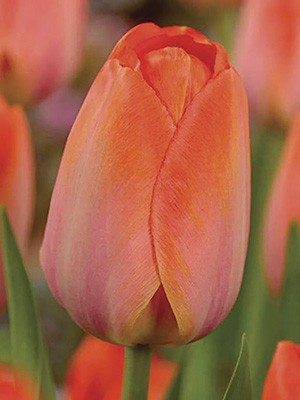 Тюльпани Дарвінові гібриди Orange Van Eijk 12/+ (100 шт) - 1