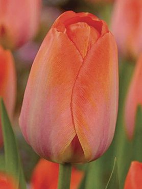 Тюльпани Дарвінові гібриди Orange Van Eijk 12/+ (100 шт)