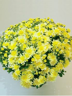 Хризантема дрібноквіткова низькоросла Bransound Lemon (3 шт)
