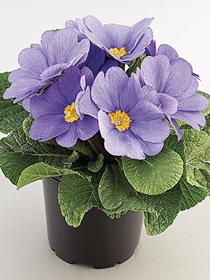 Примула обыкновенная  (акаулис) Aurela Blue Light F1 (3 шт)