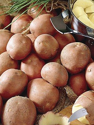 Картопля Bildtstar (100 шт) - 1