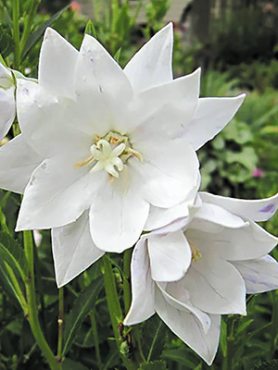 Широкодзвоники великоквіткові, махрові білі (1 шт)